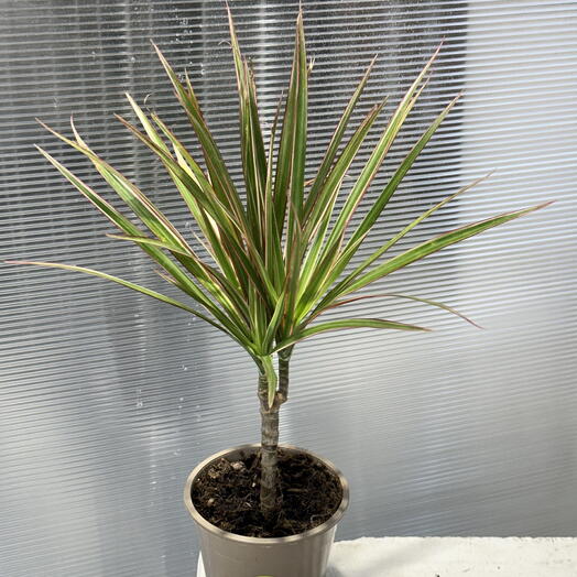 Драцена Маргината Биколор