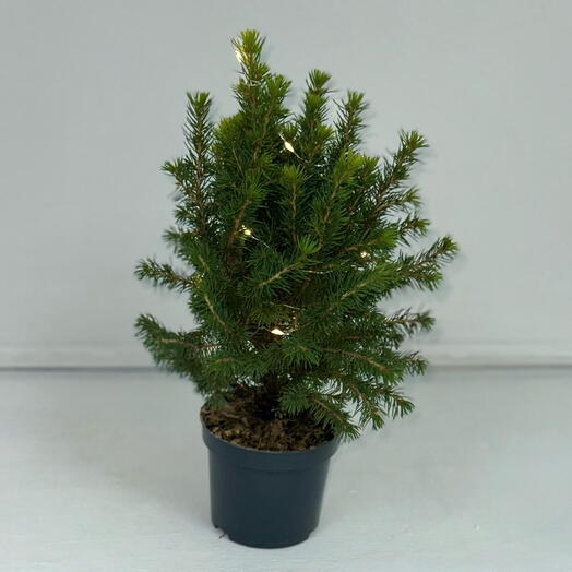 Ель канадская Коника с гирляндой