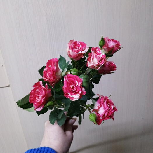 Роза кустовая пестрая