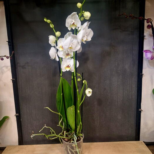 Белый фаленопсис
