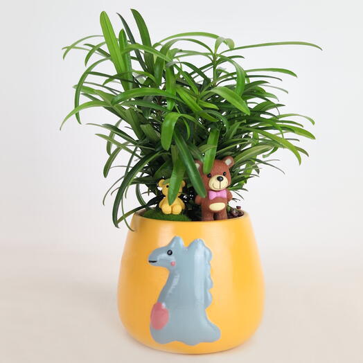 Бонсай Подокарпус «Солнечный дракон»