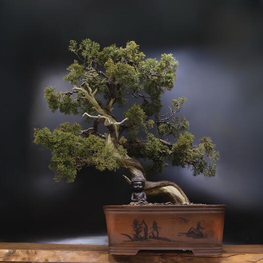 Бонсай Можжевельник 75 см, 77 лет