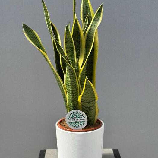 Сансевиерия LAURENTII