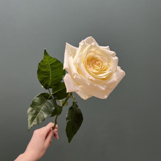 Пионовидная ароматная роза "Candlelight"