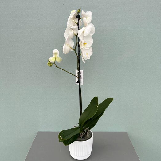 ФАЛЕНОПСИС (PHALAENOPSIS) 1 TAK MIX (12/70)