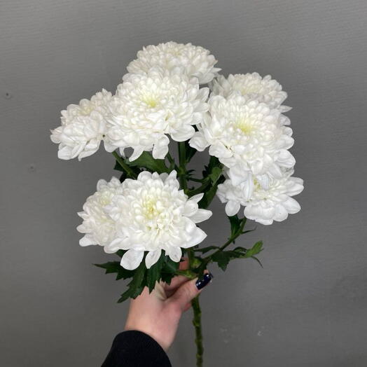 Хризантема
