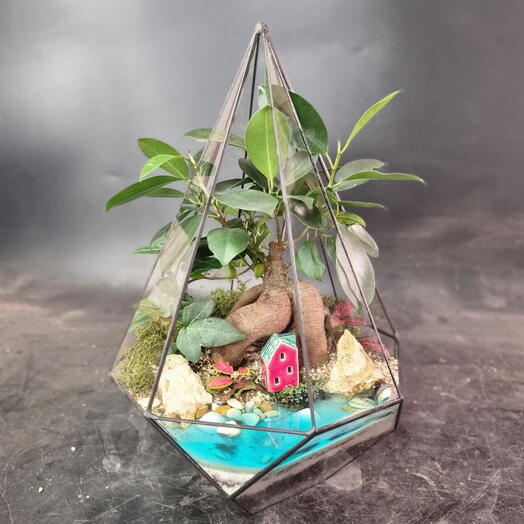 Флорариум с бонсаем Фикус микрокарпа в резной капле