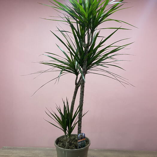 Драцена маргината