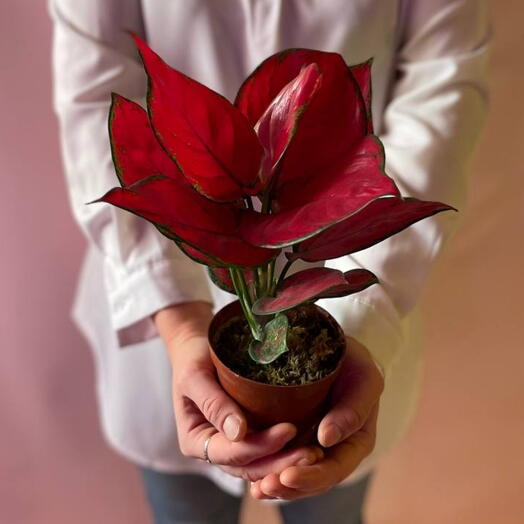 Красная Аглаонема Wealthy Red
