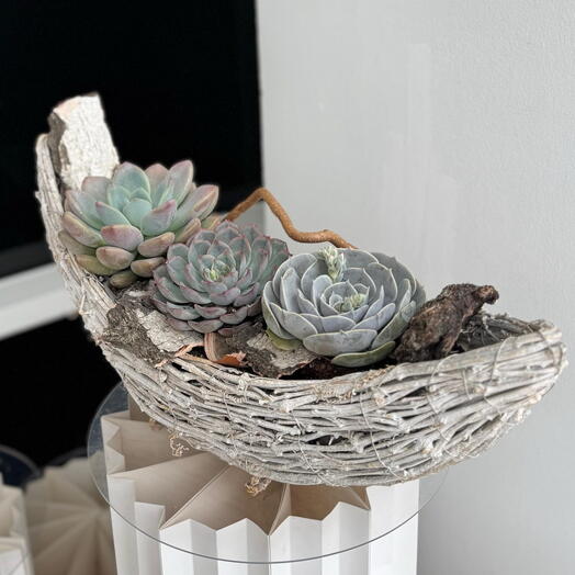 Интерьерная композиция с суккулентами