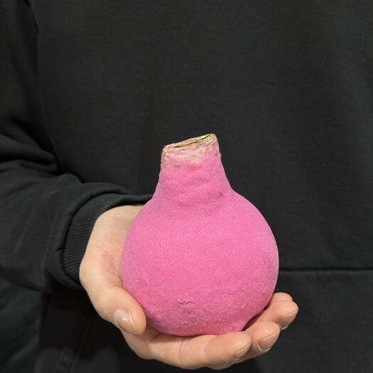 Луковица амариллиса в розовом бархате