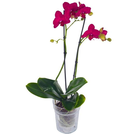 Storczyk II-pędowy fioletowy