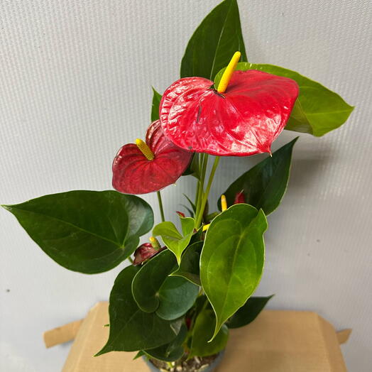 Антуриум Андре