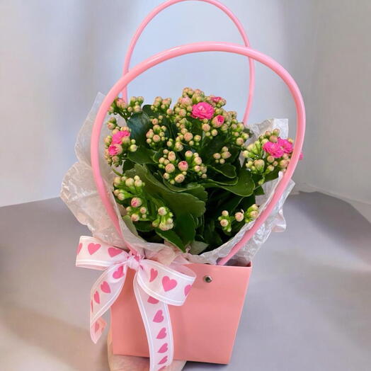 Каланхое в сумочке