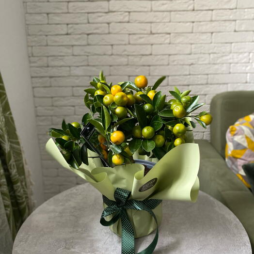 Дерево цитрус мини мандарины