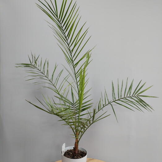 Финик канадский (пальма)