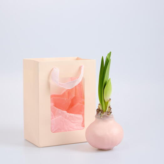 Луковица амариллиса в воске