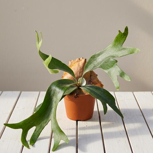 Staghorn fern  (Platicerium bifurcatum)