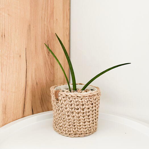 Сансевиерия цилиндрика в кашпо