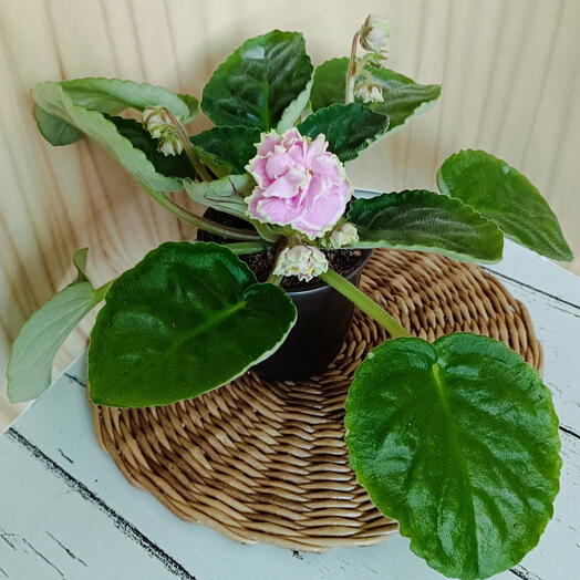 Фиалка (*11) ,  цветущая сенполия