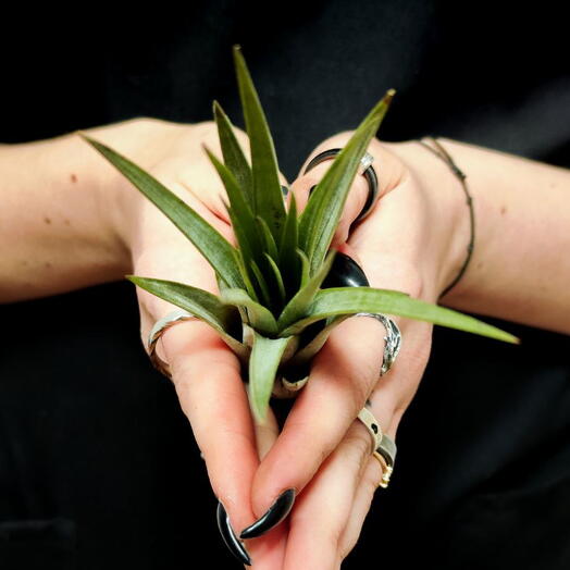 Тилландсия Фасцикулята (Tillandsia Fasciculata)