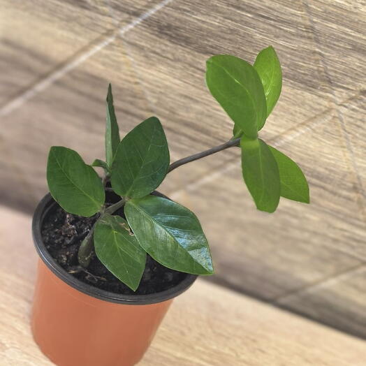 🔥Комнатное растение "Замиокулькас (Долларовое дерево)"