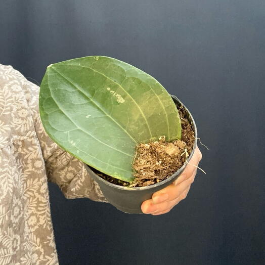 Хойя Латифолия Hoya Latifolia