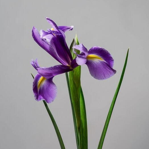 Ирис Блю Меджик Голландия 60 см