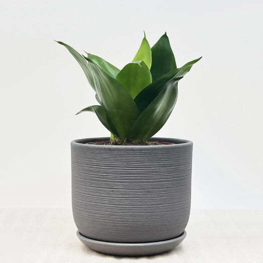 Сансевиерия Ханни Блэк в сером керамическом горшке с поддоном, высота 20-25см