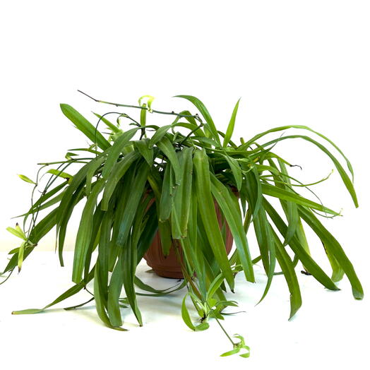 Хлорофитум (Chlorophytum) в пластиковом горшке