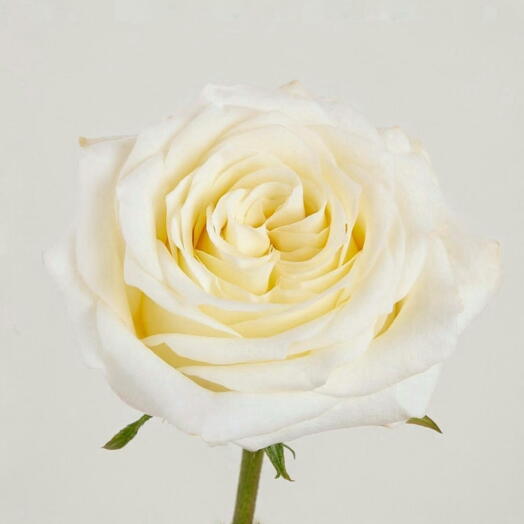 Rosa blanca" Mondial " Ecuador