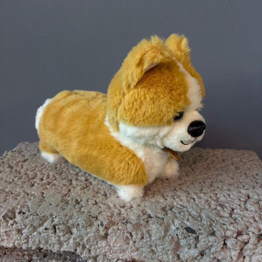 Корги средний