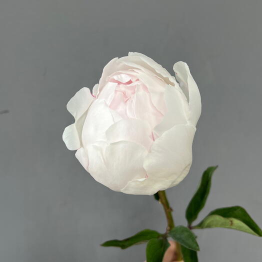 Пион бело-розовый (0006) peony