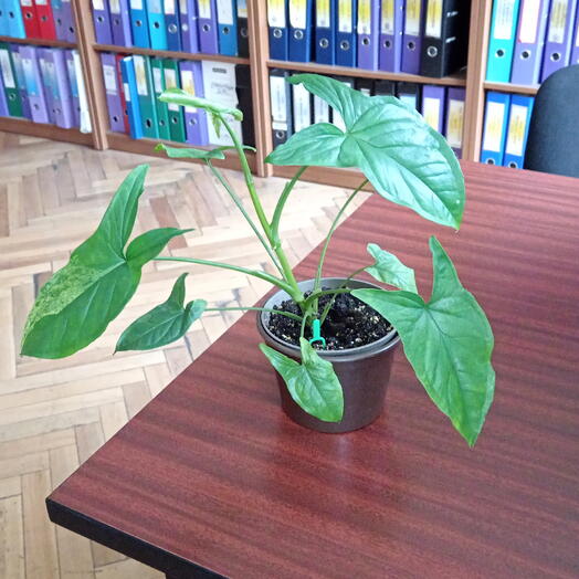 Сингониум Мотленд Мохито