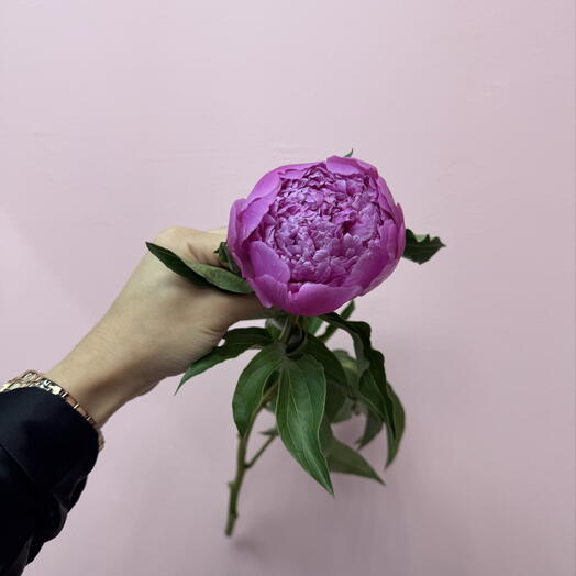 Пион сиреневый 💜