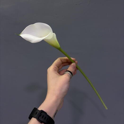 Калла белая