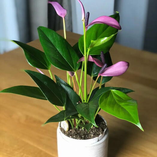Антуриум Зизу (Anthurium Zizu)