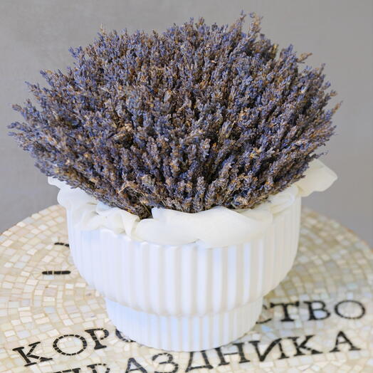 Лаванда в керамическом кашпо