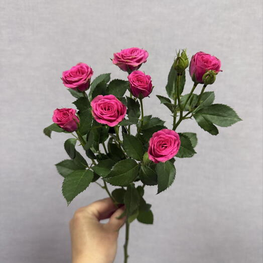 Роза кустовая💕