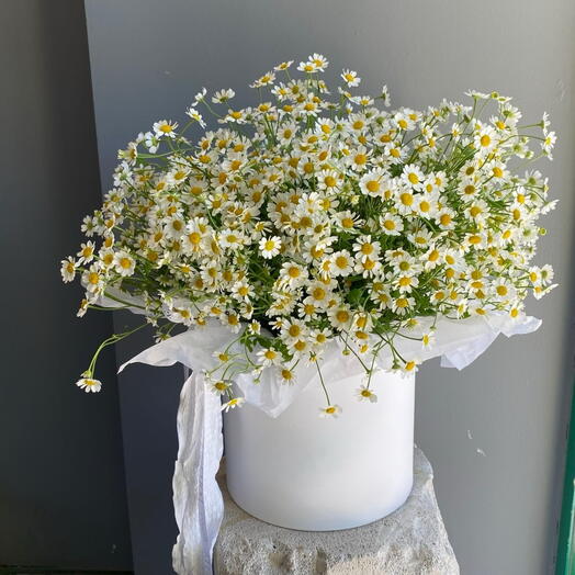 Ромашковое поле🌼