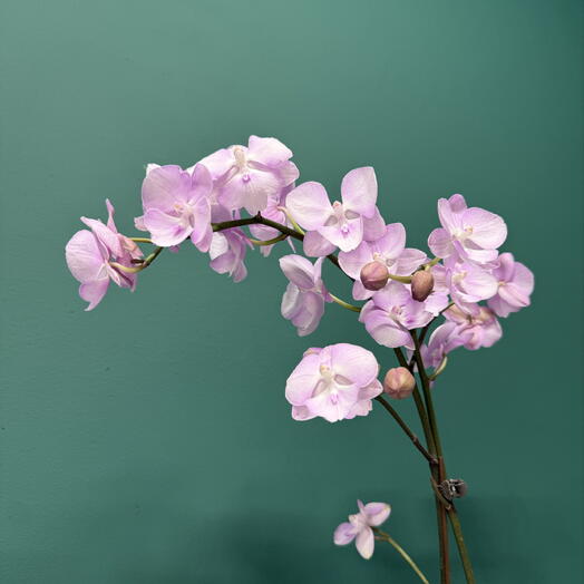 Pink орхидея Фаленопсис 🤍🩷