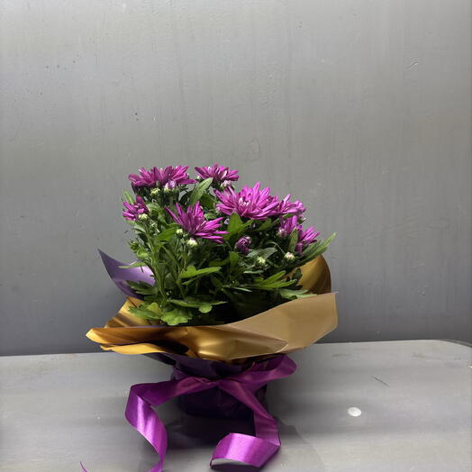 Хризантема в горшке фиолетовая
