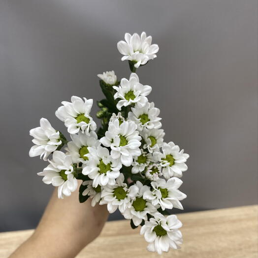Сантиния, ромашка мелкая кустовая