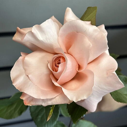 Французская роза Be Sweet🌸