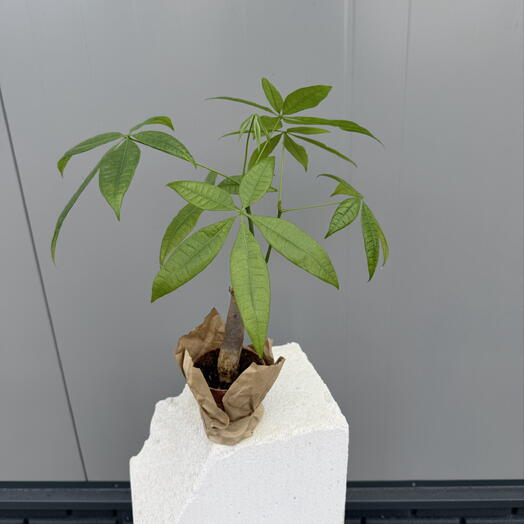 Пахира S