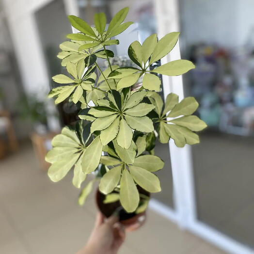 Шефлера