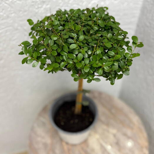 Серисса японская (Serissa japonica), её ещё называют «дерево тысячи звёзд» 🌿