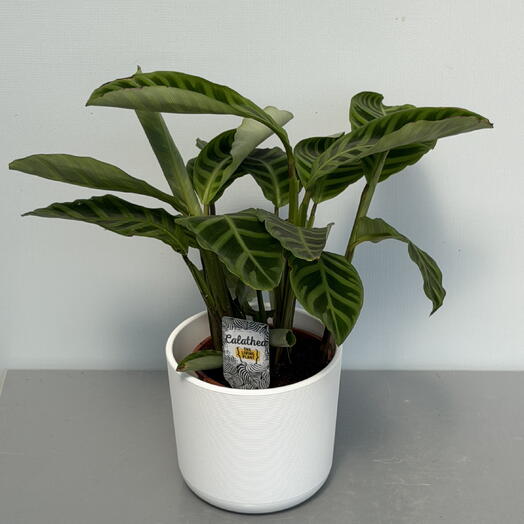 CALATHEA ZEBRINA