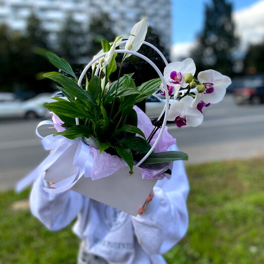 Женское счастье и цветущая Орхидея в горшках