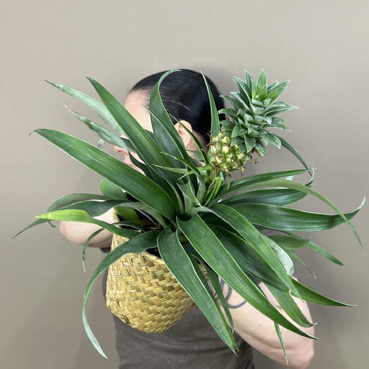 Комнатное растение Ананас в плетеном кашпо 🍍